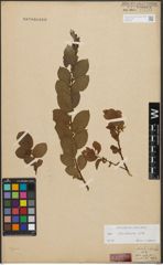 Foto von Salix starkeana Willd.